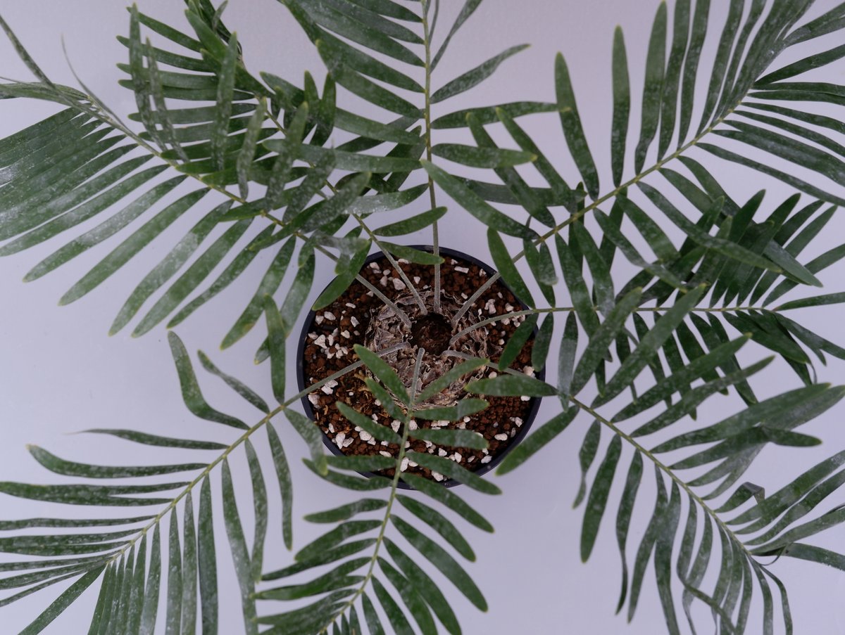 ザミア フロリダーナ 001 Zamia floridana 蘇鉄 | Sunny Branch ザミア フロリダーナ 001 Zamia floridana 蘇鉄 | Sunny Branch