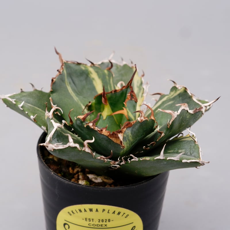 斑入り】アガベ チタノタ 白鯨 Agave titanota white whale 204 斑入り】アガベ チタノタ 白鯨 Agave titanota white whale 204