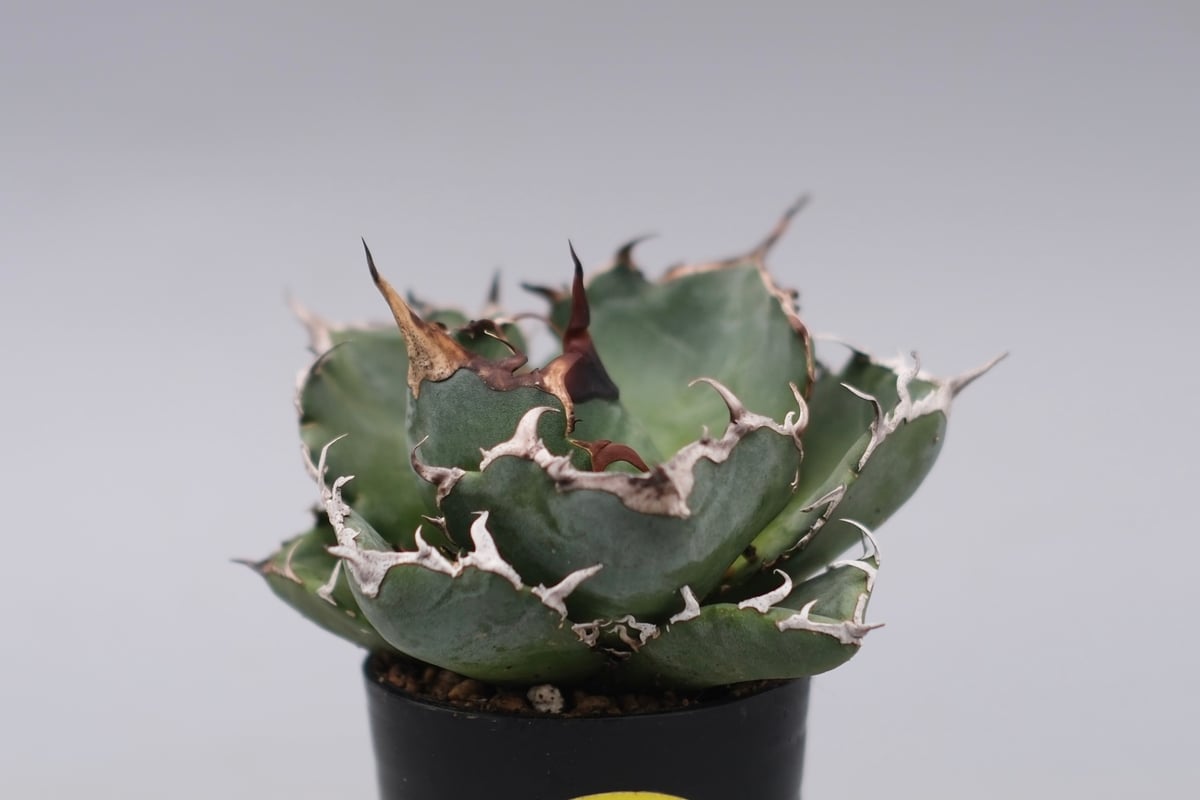 アガベ チタノタ 白鯨 Agave titanota white whale 229 | Su