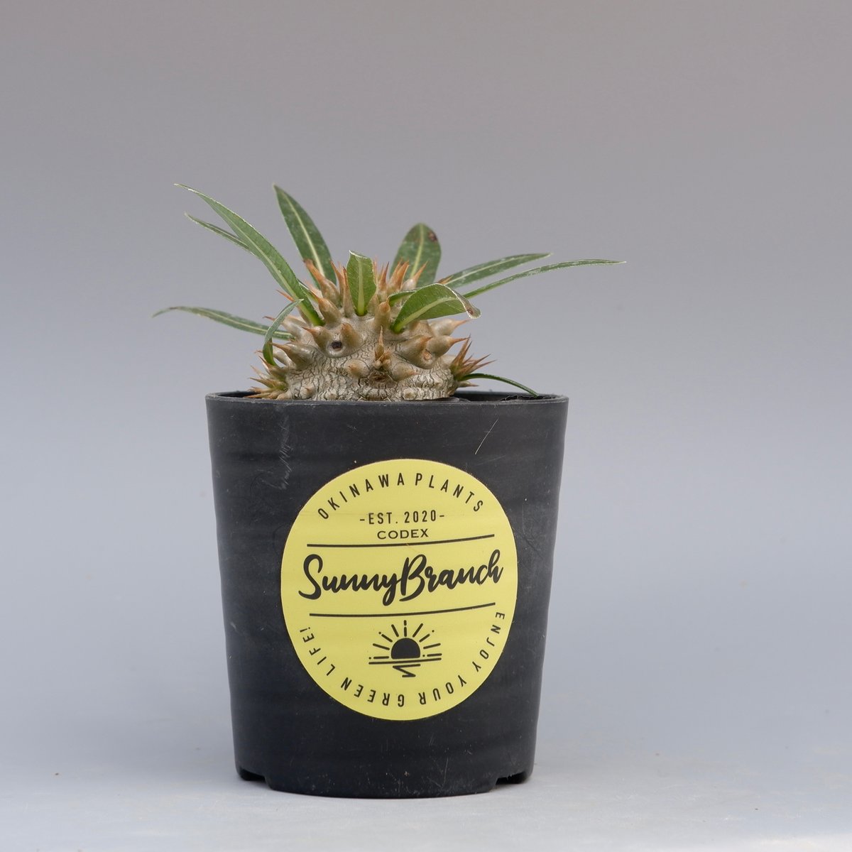 パキポディウム ロスラーツム 実生株 003 Pachypodium rosulatum