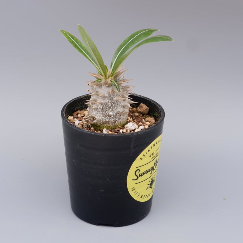 パキポディウム ロスラーツム 実生株 010 Pachypodium rosulatum v