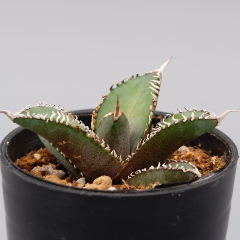 アガベ オテロイ 実生株 Agave oteroi seeding 092 | Sunny