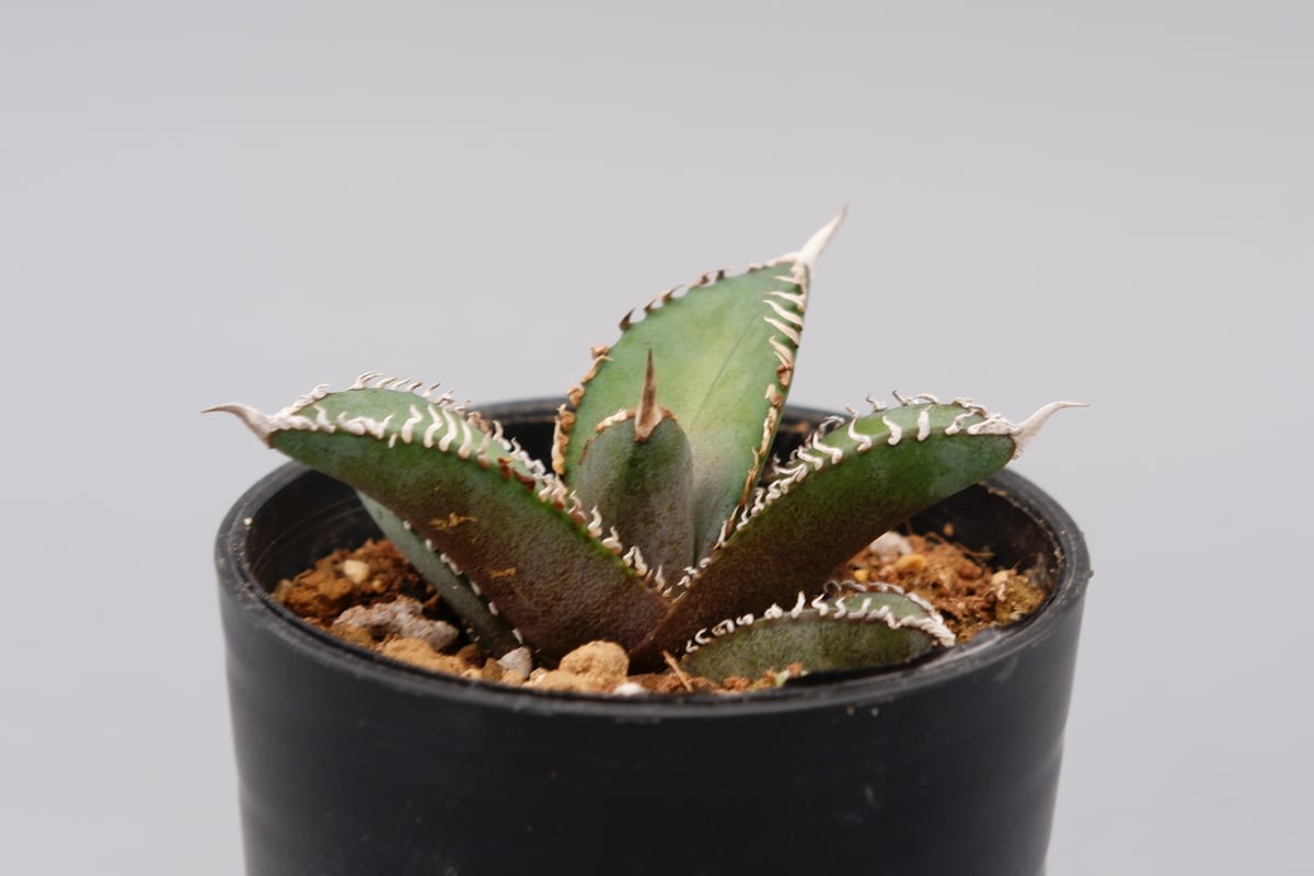 アガベ オテロイ 実生株 Agave oteroi seeding 092 | Sunny