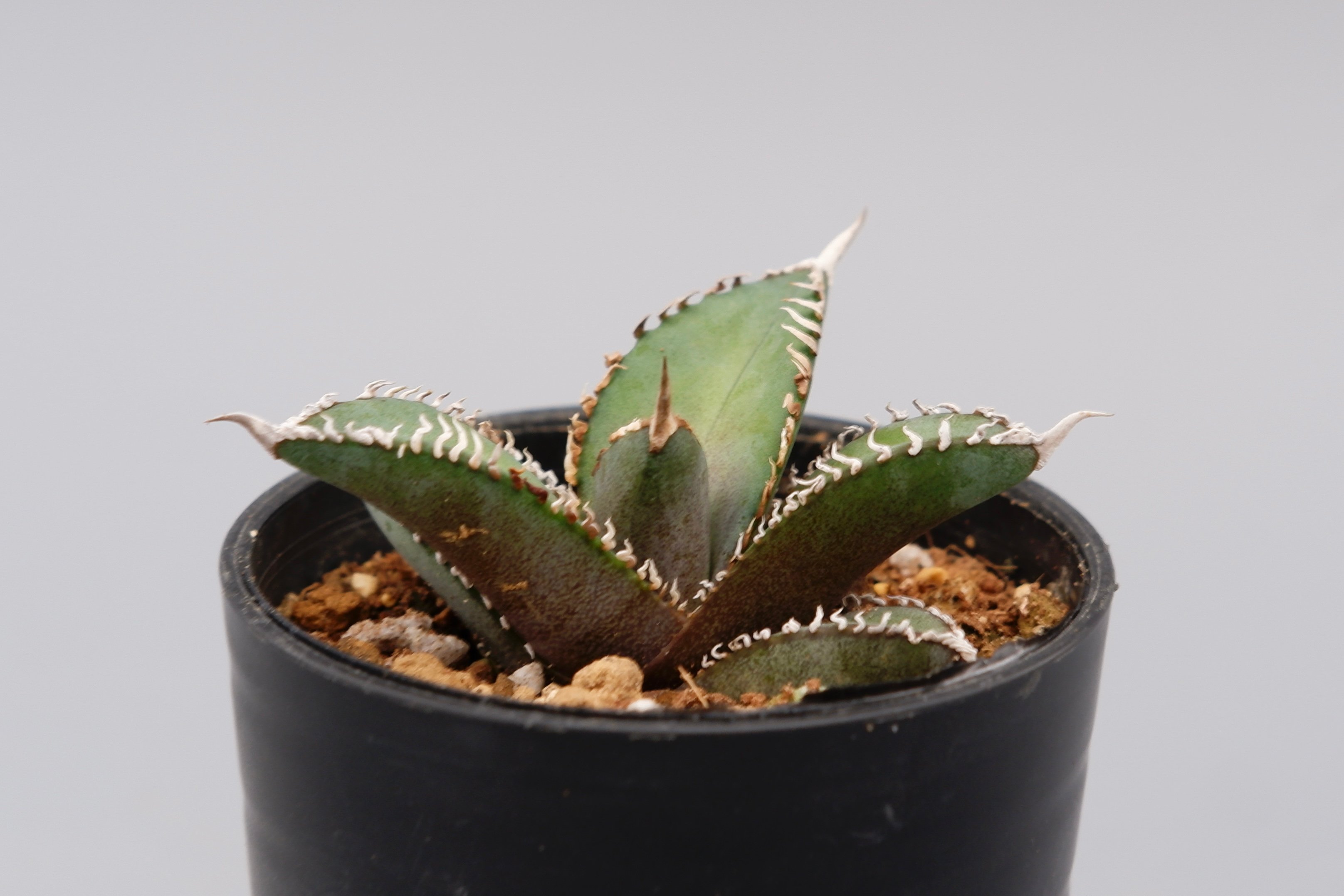 アガベ オテロイ 実生株 Agave oteroi seeding 092 | Sunny