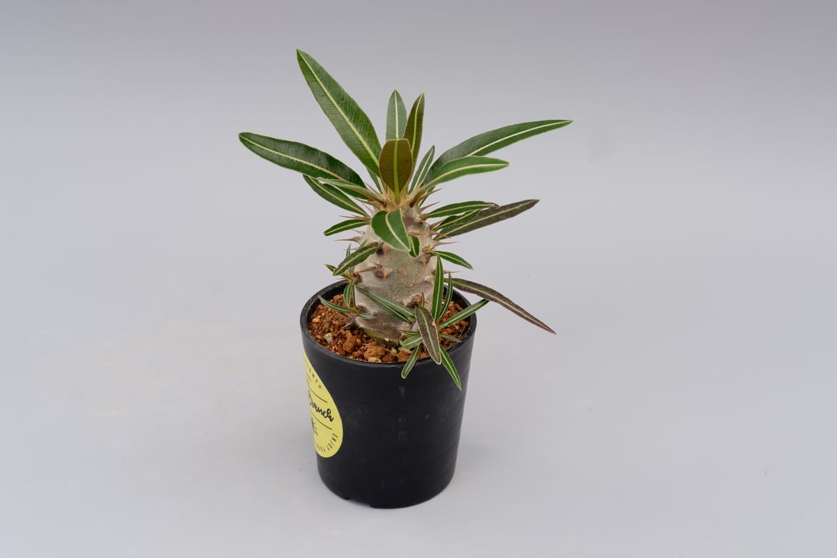 パキポディウム カクチペス 実生株 009 Pachypodium cactipes | Su