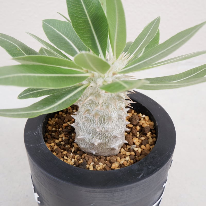 パキポディウム ホロンベンセ 実生 001 | Sunny Branch