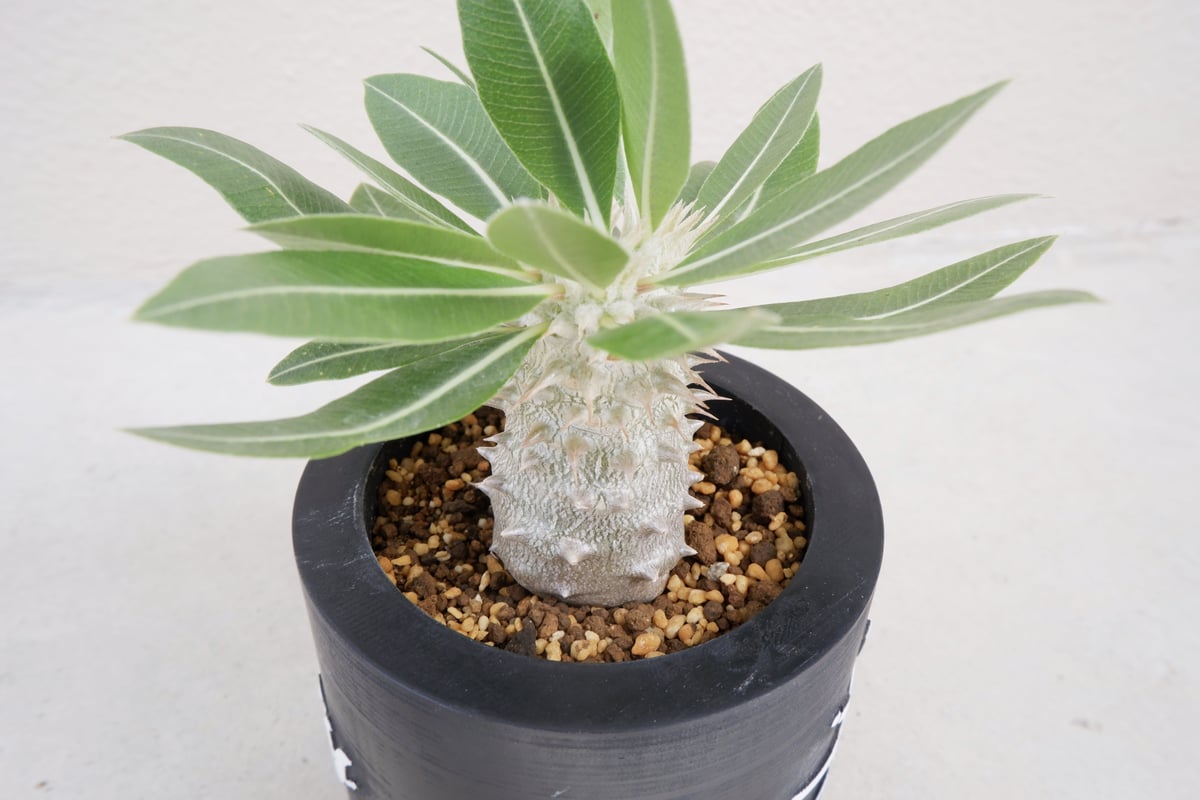 パキポディウム ホロンベンセ 実生 001 | Sunny Branch