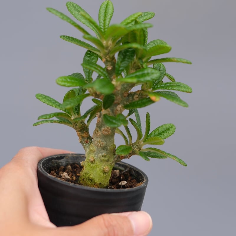 ドルステニア ギガス ドルステニア ギガス043 Dorstenia gigas | Sunny Branch