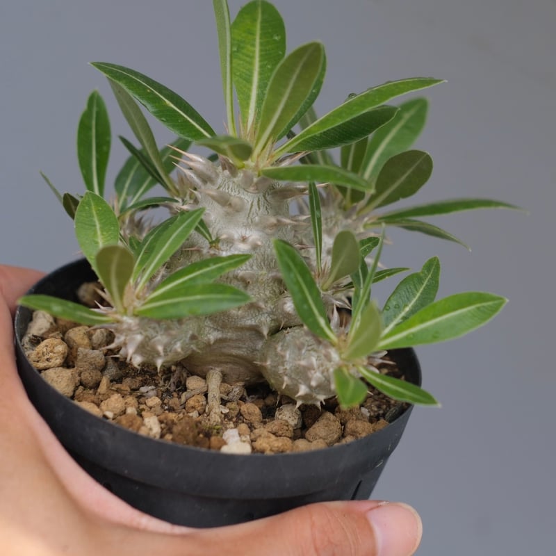 パキポディウム ロスラーツム 実生株 012 Pachypodium rosulatum