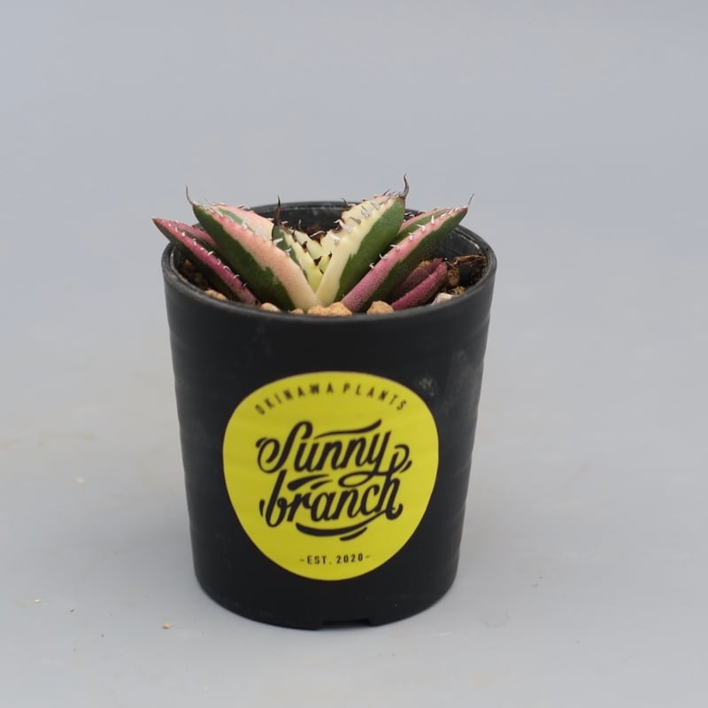 アガベ チタノタ スナグルトゥース Agave titanota Snaggle