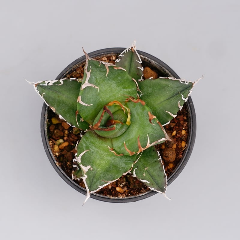 アガベ チタノタ シーザー Agave titanota caesar 105 | Sunny