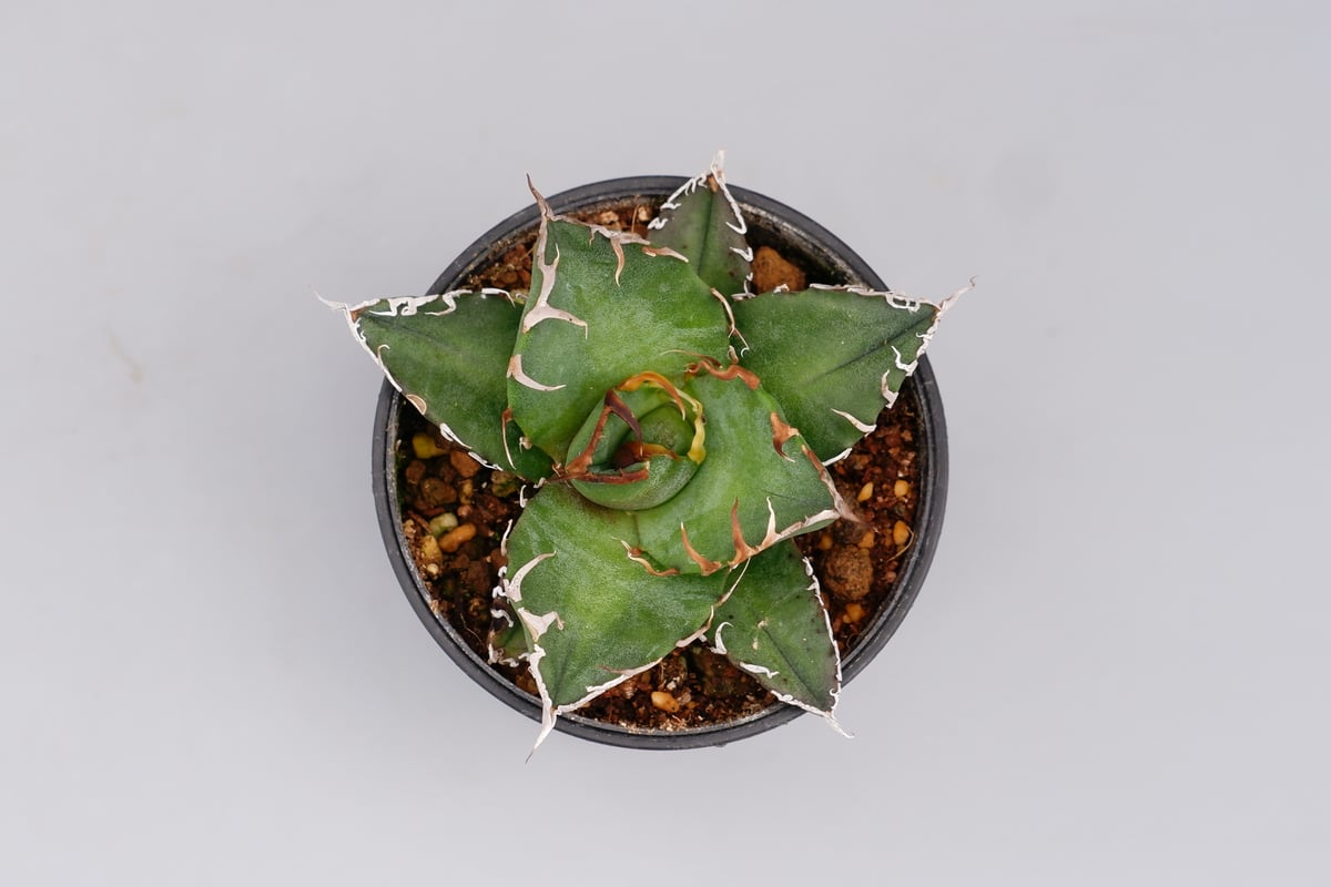 アガベ チタノタ シーザー Agave titanota caesar 105 | Sunny