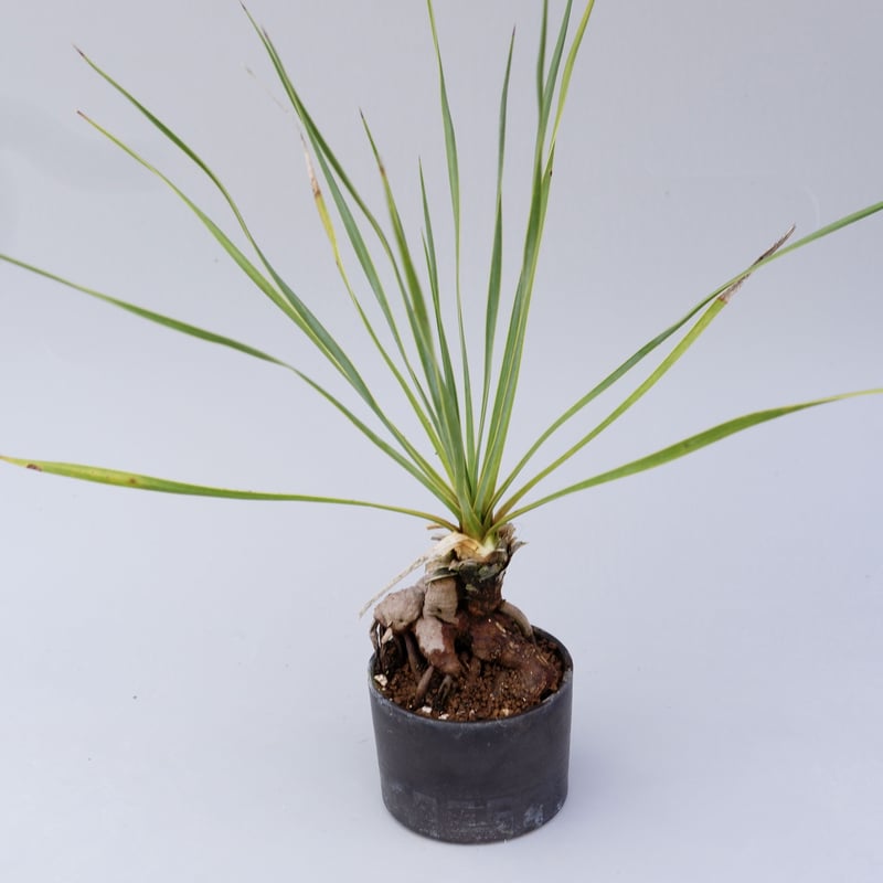 ユッカ ロストラータ 001【幹立ち】 Yucca Rostrata | Sunny Branch