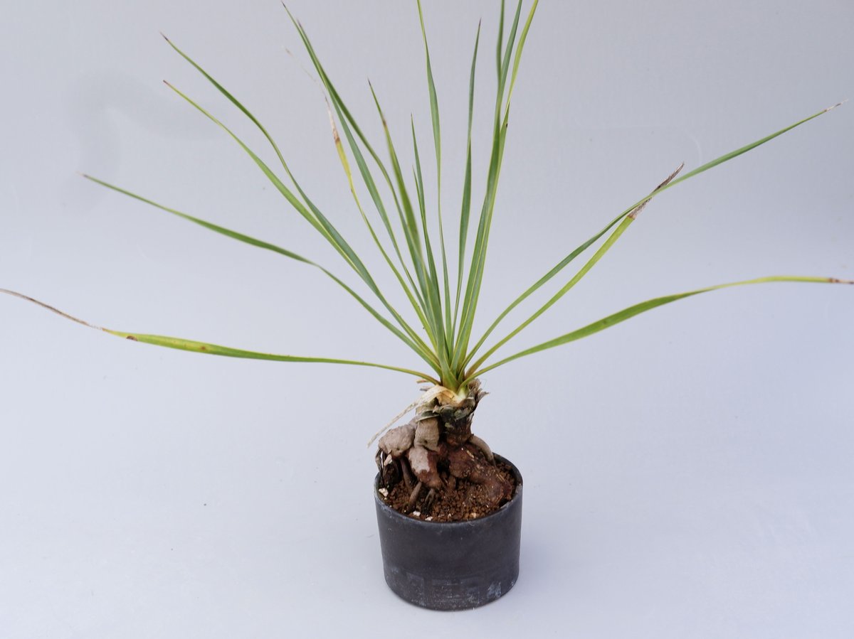 ユッカ ロストラータ 001【幹立ち】 Yucca Rostrata | Sunny Branch