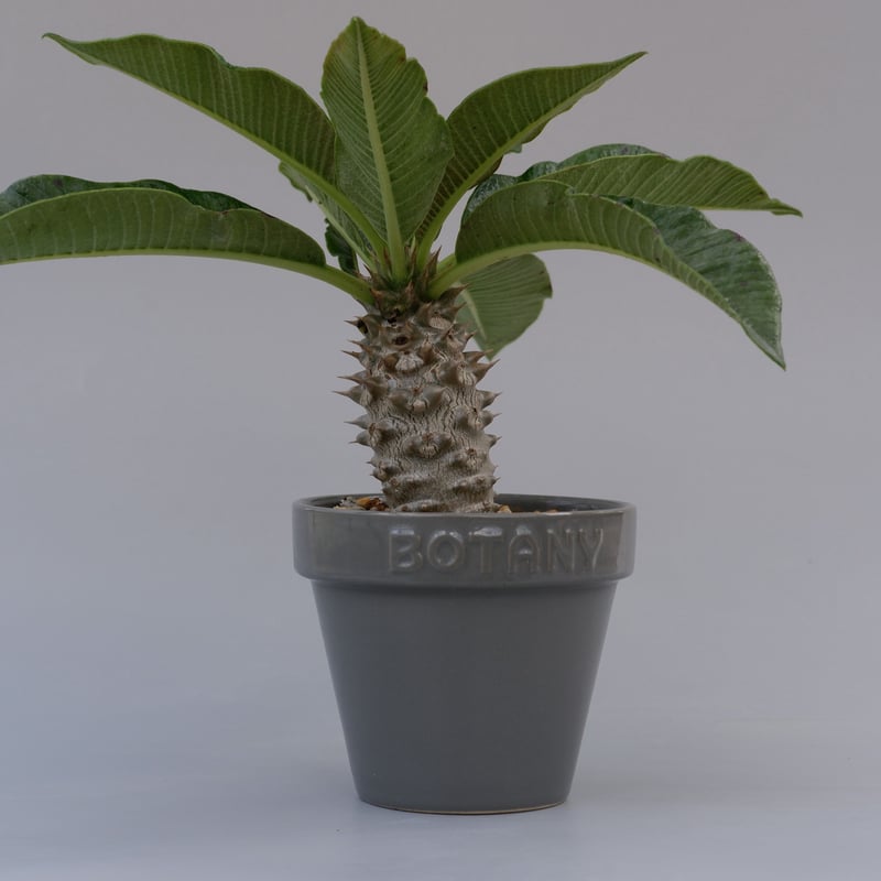 パキポディウム バロニー実生株002 Pachypodium baronii | Sunny