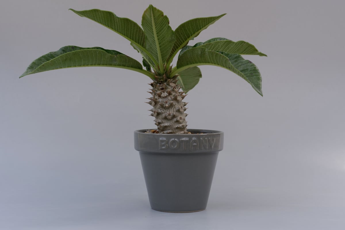 パキポディウム バロニー実生株002 Pachypodium baronii | Sunny