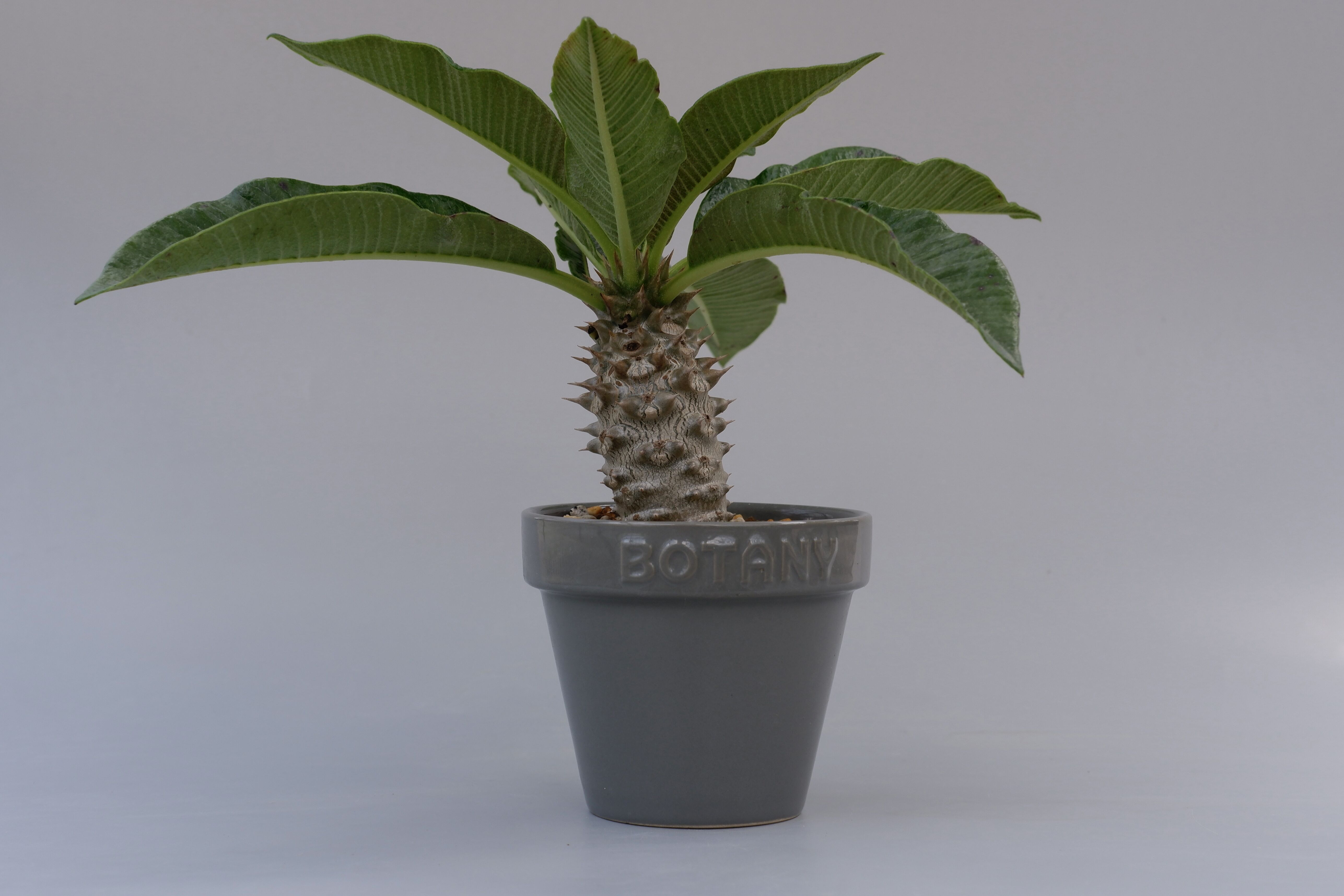 パキポディウム バロニー実生株002 Pachypodium baronii | Sunny