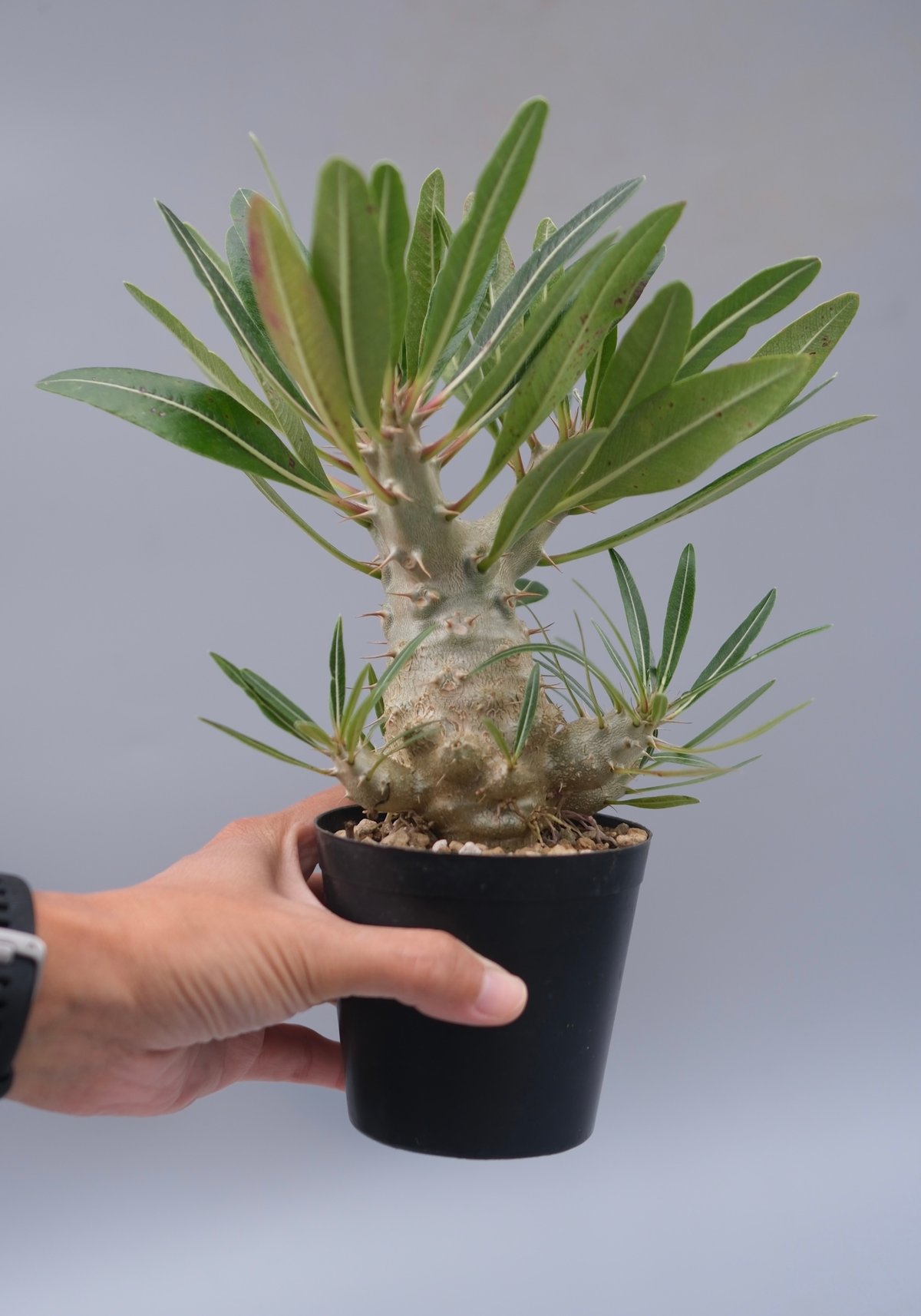 パキポディウム カクチペス 実生株 027 Pachypodium cactipes | Su