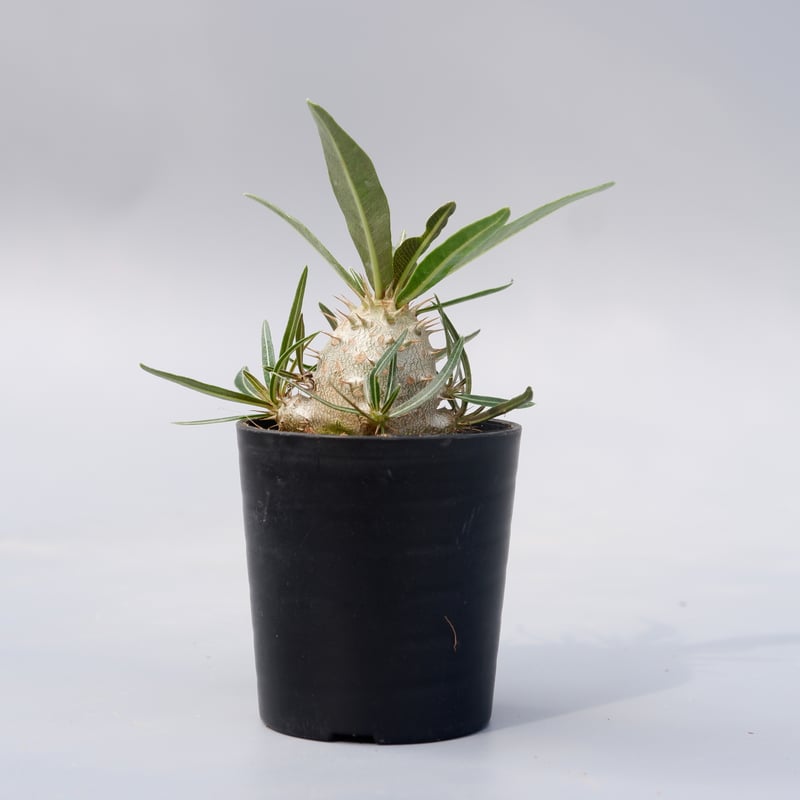 パキポディウム カクチペス 実生株 011 Pachypodium cactipes | Su