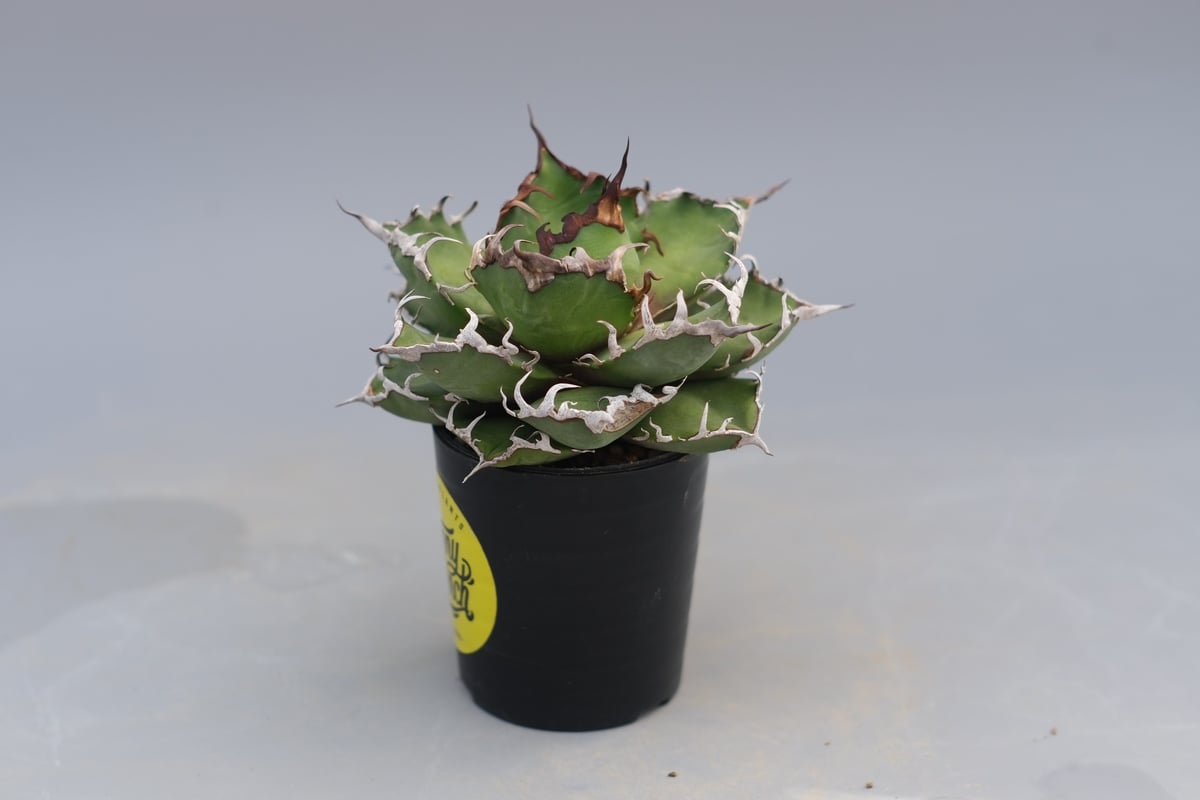 アガベ チタノタ シーザー Agave titanota caesar 194 | Sunny