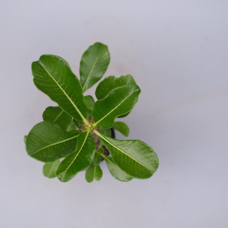 パキボディウムウィンゾリー(実生) パキポディウム ウィンゾリー 実生株 014 Pachypodium windsorii