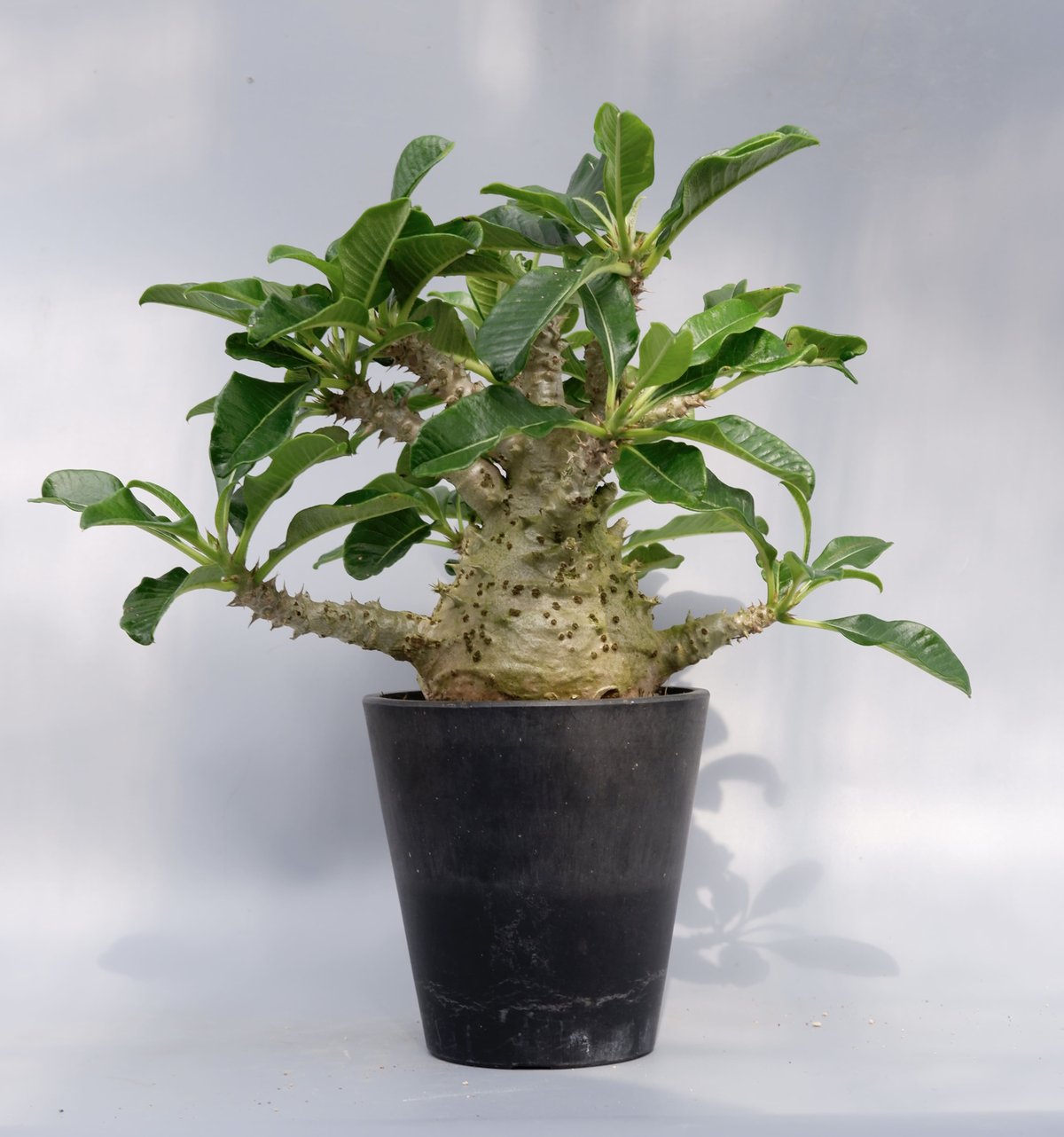 パキポディウム ウィンゾリー 実生株 021 Pachypodium windsorii