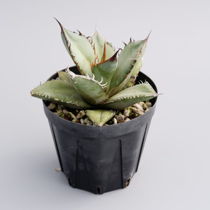 アガベ オテロイ 実生株 Agave oteroi seeding 035 | Sunny