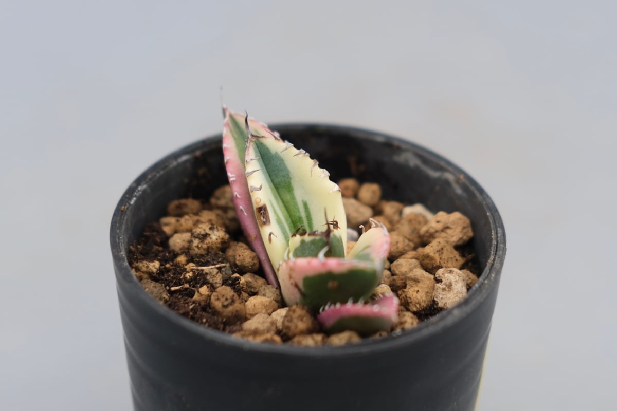 アガベ チタノタ スナグルトゥース Agave titanota Snaggle
