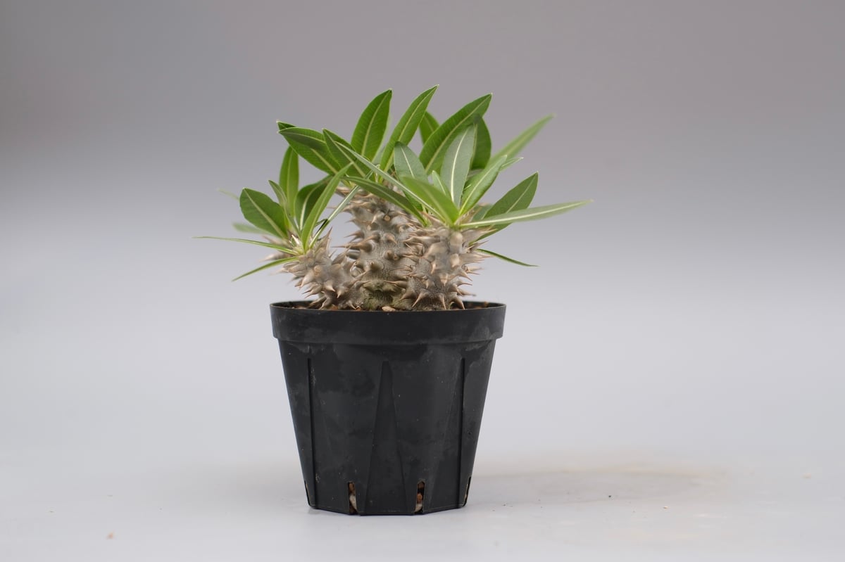 パキポディウム ロスラーツム 実生株 013 Pachypodium rosulatum ve パキポディウム ロスラーツム 実生株 013 Pachypodium rosulatum ve