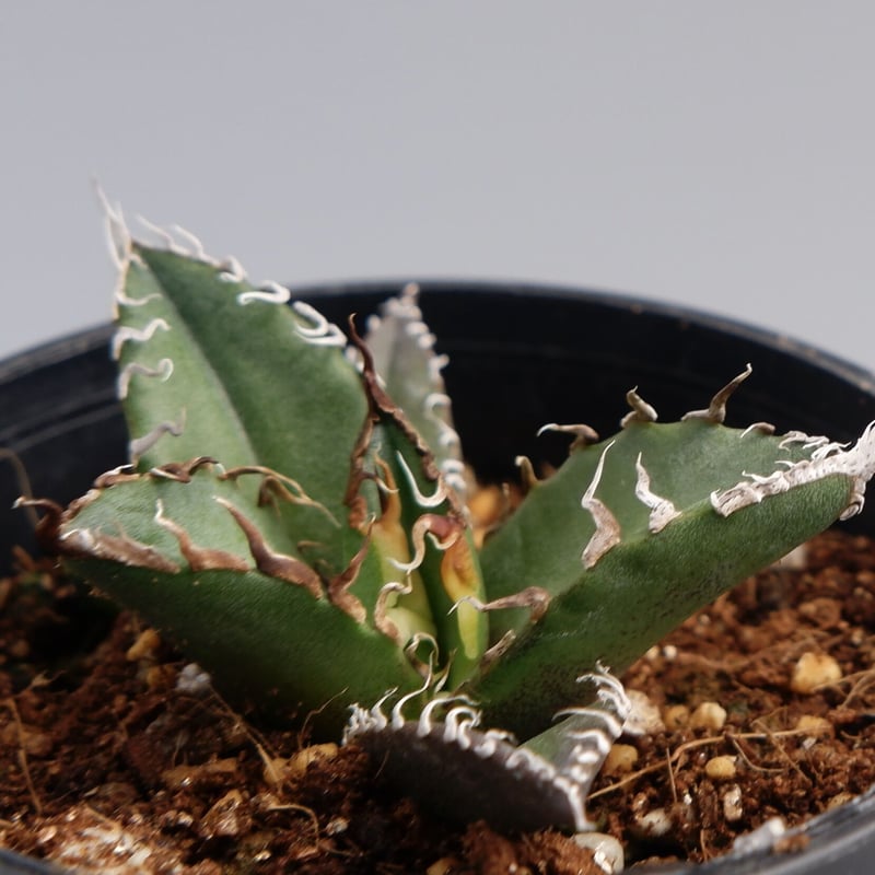 アガベ チタノタ シーザー Agave titanota caesar 029 | Sunny