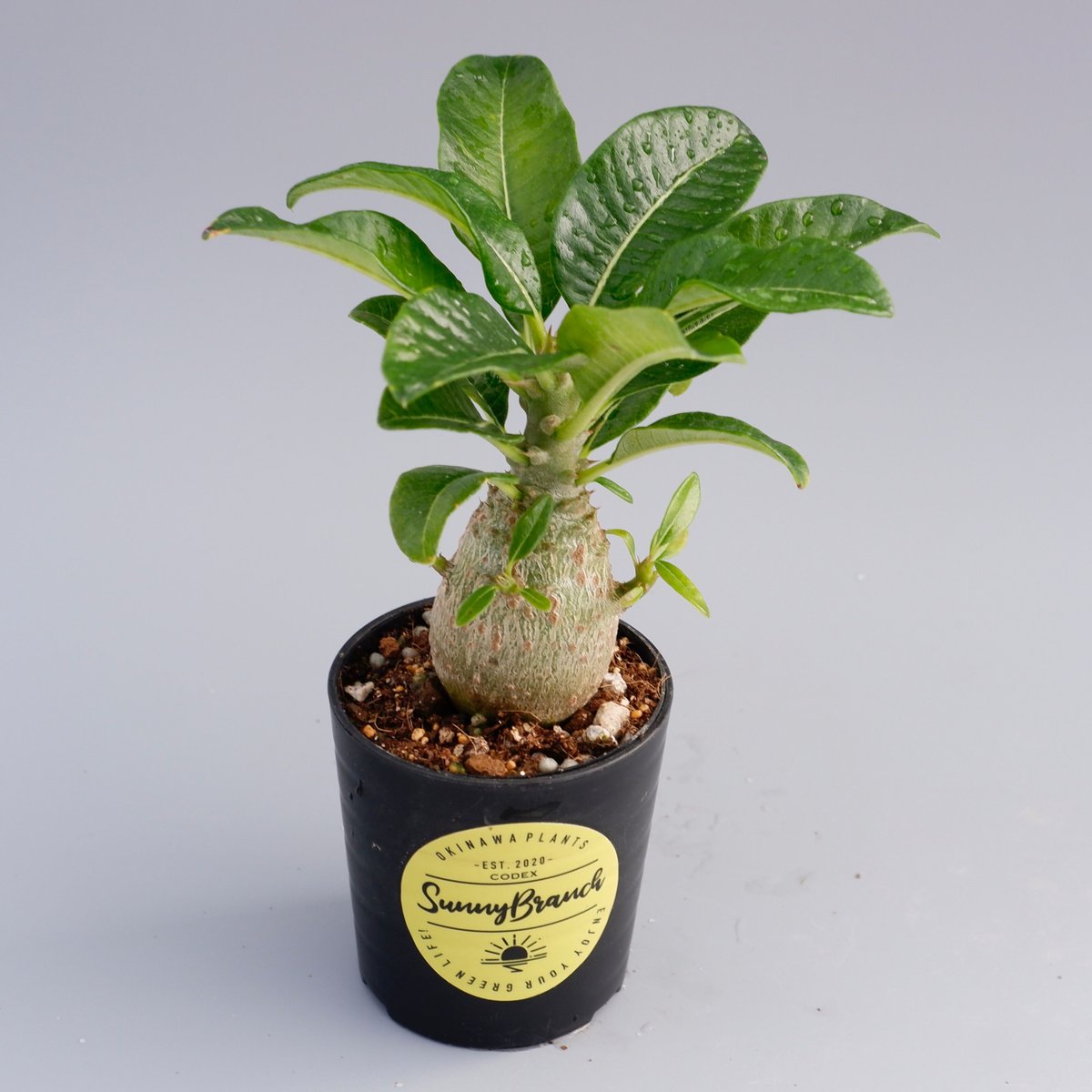 パキポディウム ウィンゾリー 010 Pachypodium windsorii | Sunn