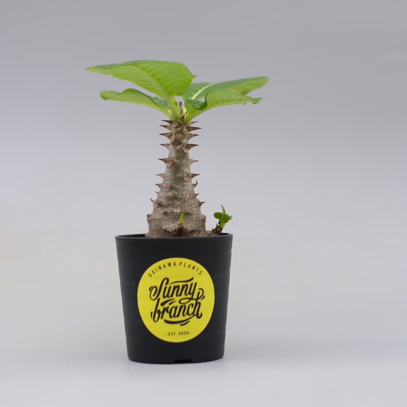 パキポディウム ウィンゾリー 実生株 030 Pachypodium windsorii |