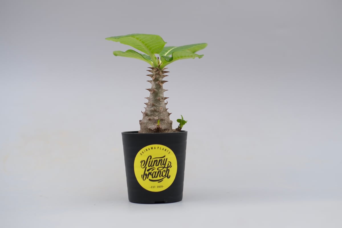 国内実生株　パキポディウム　ウィンゾリー　三株 パキポディウム ウィンゾリー 実生株 030 Pachypodium windsorii |