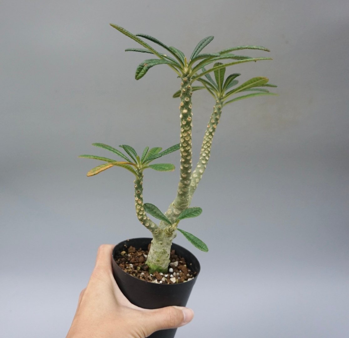 ドルステニア ギガス031 Dorstenia gigas | Sunny Branch