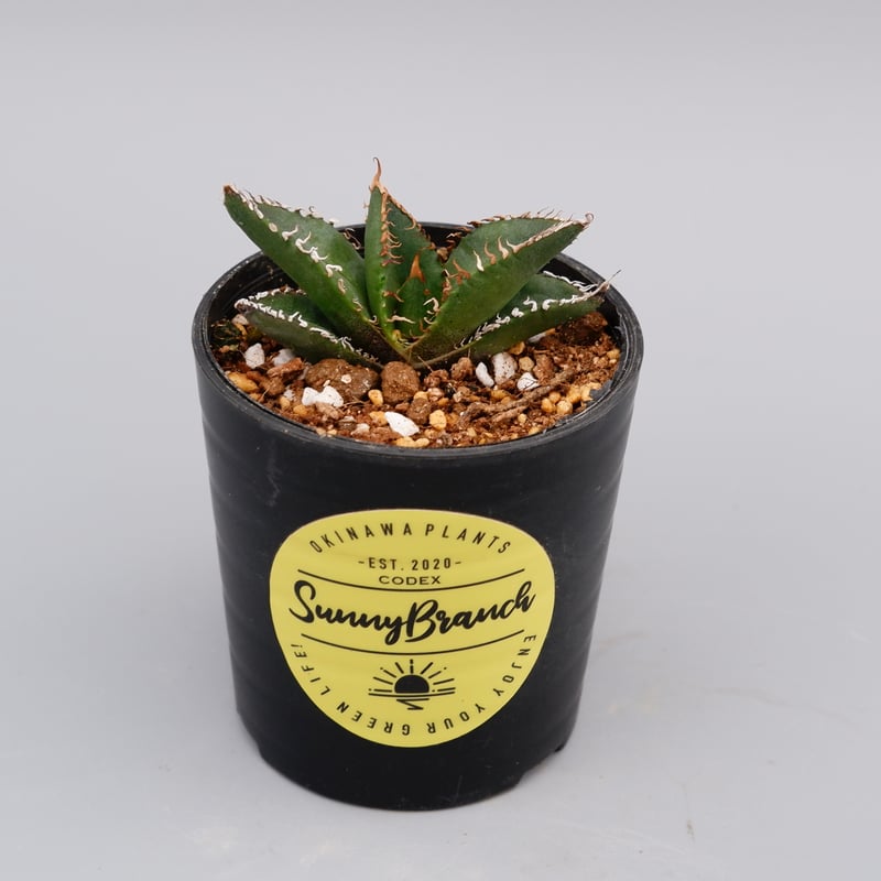 アガベオテロイ実生 子株 温かっ 