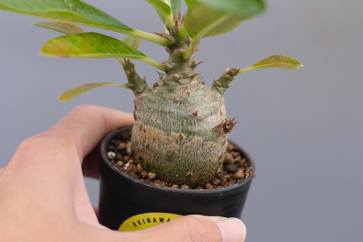 パキポディウム ウィンゾリー 実生株 120 Pachypodium windsorii |