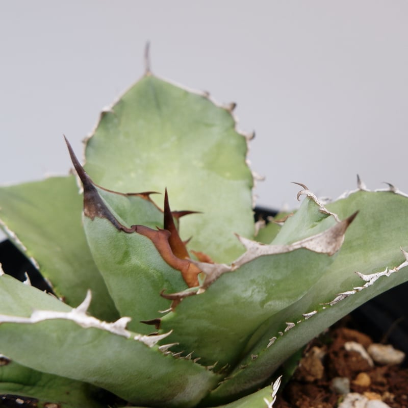アガベ オテロイ 実生株 Agave oteroi seeding 042 | Sunny
