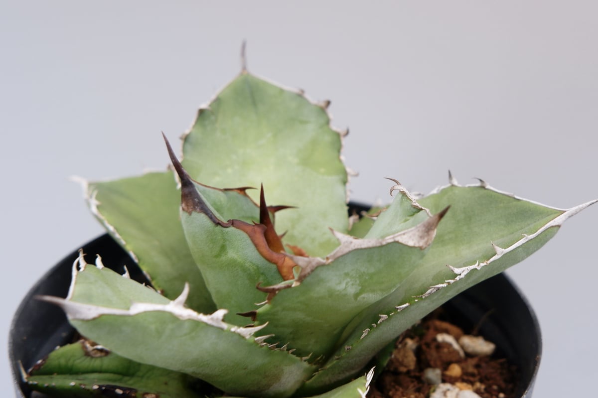 アガベ オテロイ 実生株 Agave oteroi seeding 042 | Sunny