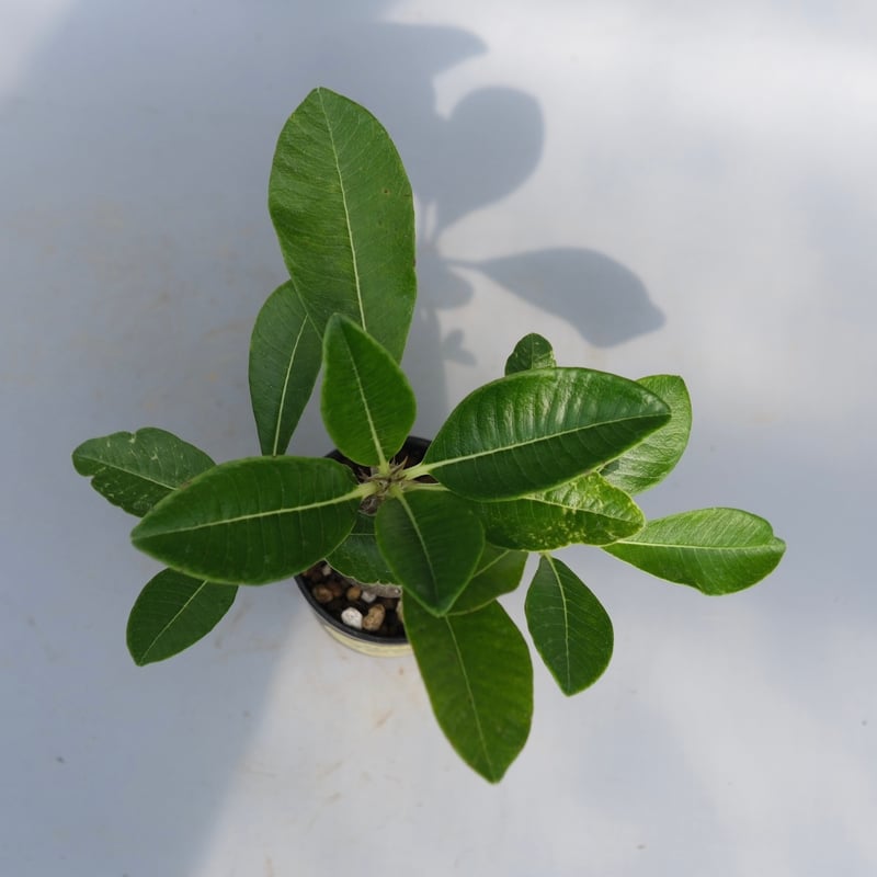 パキポディウム ウィンゾリー 実生株 069 Pachypodium windsorii