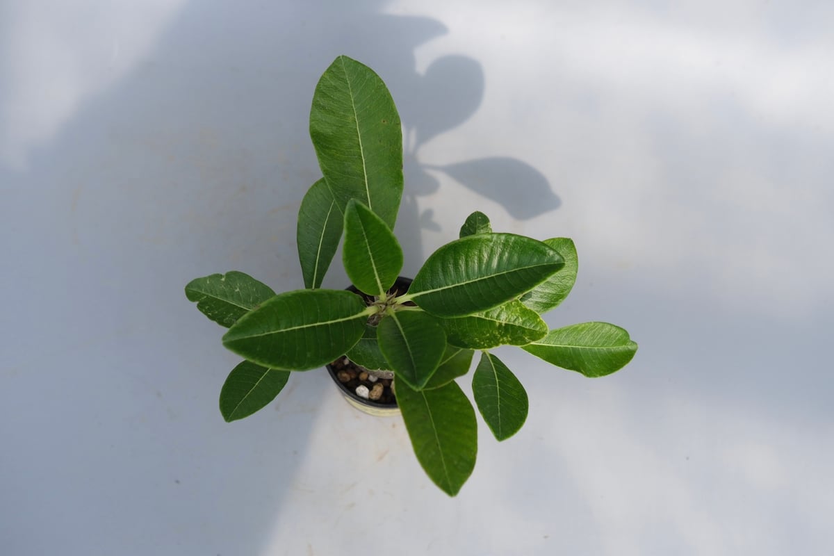 パキポディウム ウィンゾリー 実生株 069 Pachypodium windsorii |