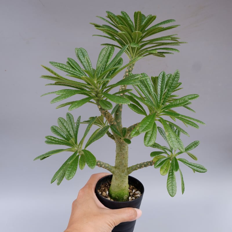 ドルステニア ギガス026 Dorstenia gigas | Sunny Branch