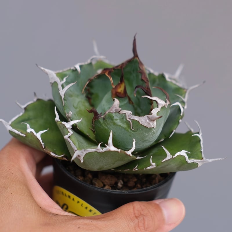 アガベ チタノタ 白鯨 Agave titanota white whale 226 | Su