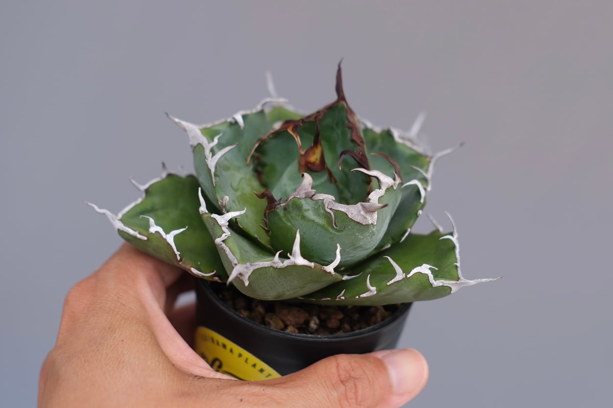 アガベ チタノタ 白鯨 Agave titanota white whale 226 | Su
