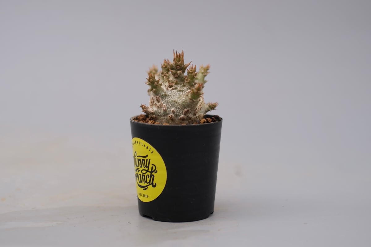 パキポディウム ウィンゾリー 実生株 128 Pachypodium windsorii |
