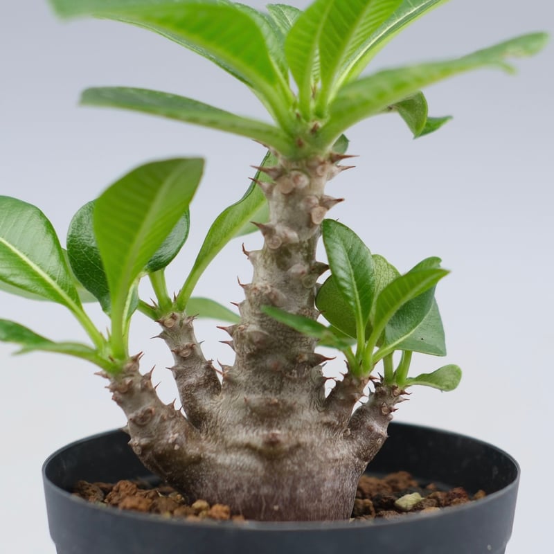 パキポディウム ウィンゾリー 実生株 039 Pachypodium windsorii |