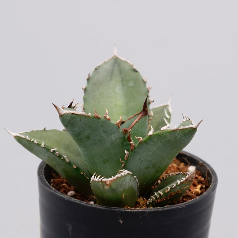 アガベ オテロイ 実生株 Agave oteroi seeding 097 | Sunny