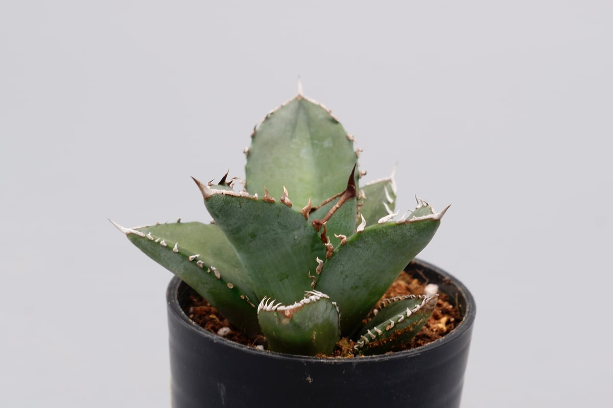 アガベ オテロイ 実生株 Agave oteroi seeding 097 | Sunny