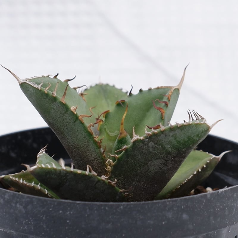 アガベ オテロイ　Loopplnts 006 実生ナンバリング株 アガベ オテロイ 実生株 Agave oteroi seeding 050 | Sunny