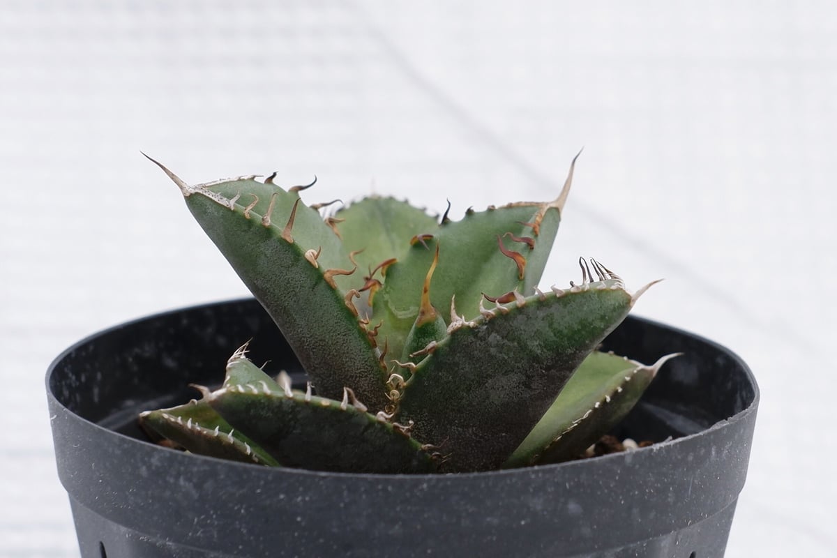 アガベ オテロイ 実生株 Agave oteroi seeding 019 | Sunny