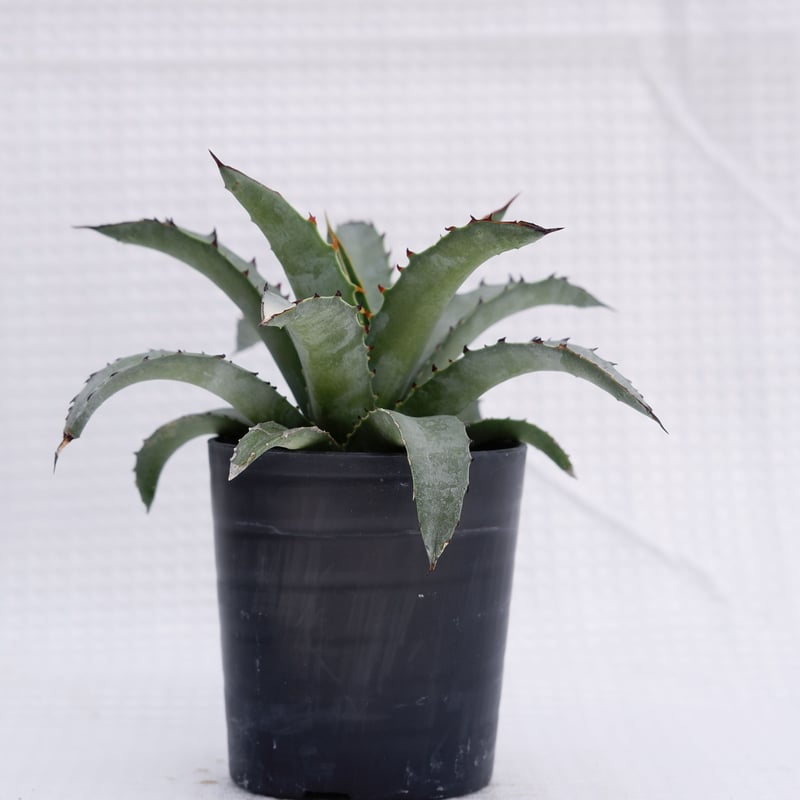 アガベ ブルーエンペラー Agave BlueEmperor 002 | Sunny Branch